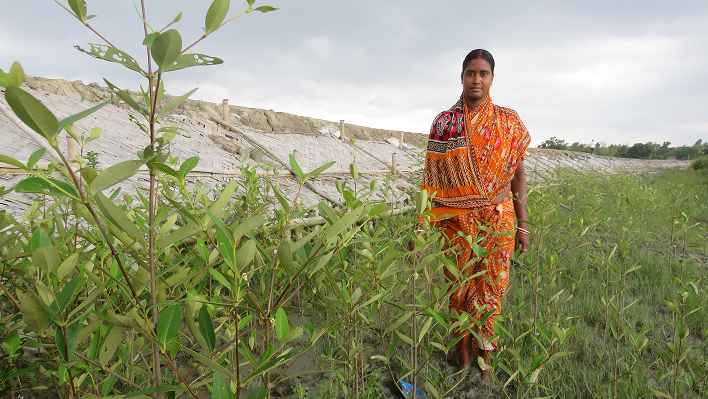 Mangrove Development